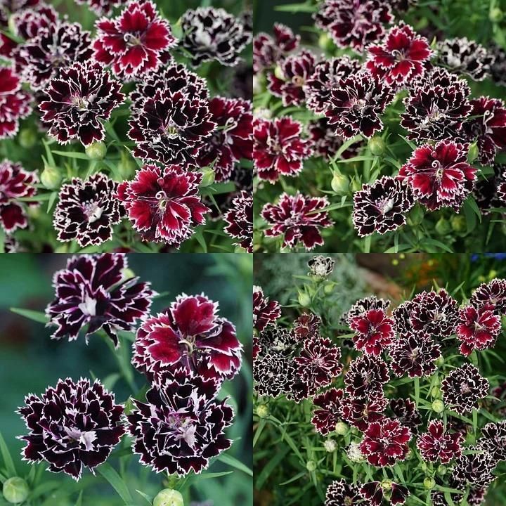 Dianthus Seeds (Free Pot Mixture 100 gm)