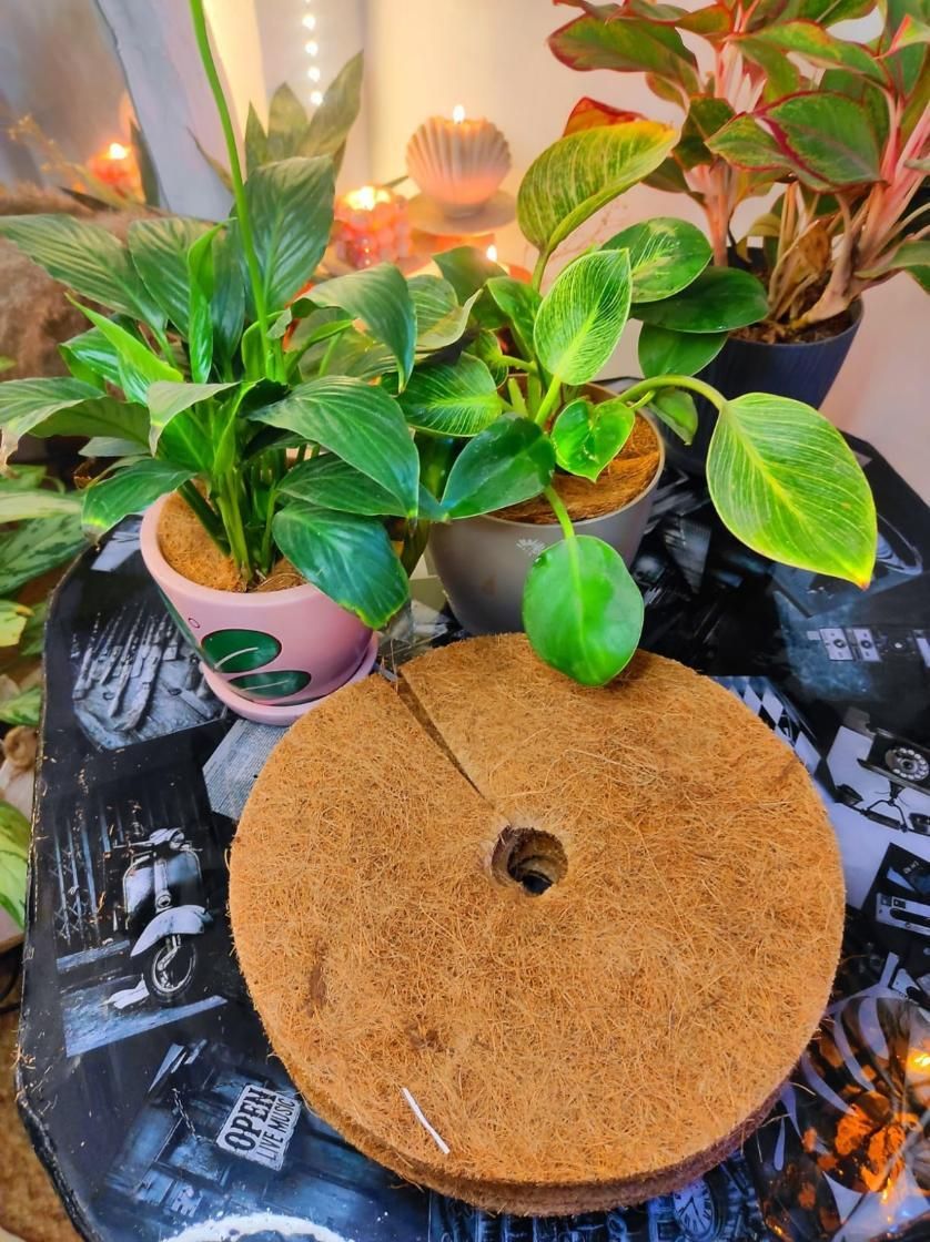 Natural Coconut Coir Mats (Pack of 6pc)