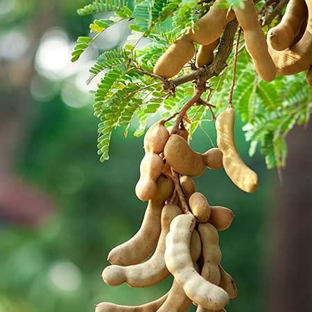 Tamarind Seeds (Free Pot Mixture 100 gm)